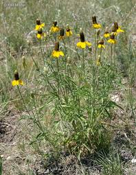 Image result for Ratibida columnifera