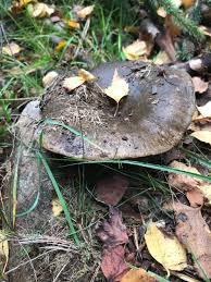 Attēlu rezultāti vaicājumam “Lactarius necator”