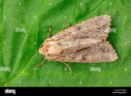 Attēlu rezultāti vaicājumam “Apamea monoglypha”