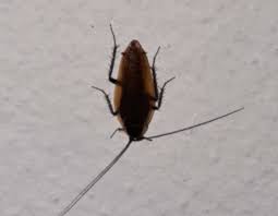 Attēlu rezultāti vaicājumam “Ectobius sylvestris”