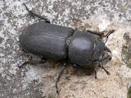 Attēlu rezultāti vaicājumam “Dorcus parallelopipedus”