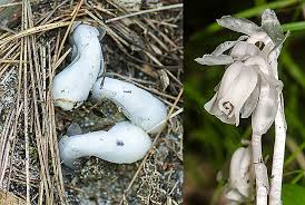 Attēlu rezultāti vaicājumam “Monotropa hypopitys flower”