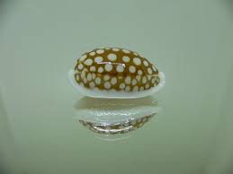 Attēlu rezultāti vaicājumam “Cribraria rubiginosa macro”