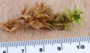 Attēlu rezultāti vaicājumam “Sphagnum papillosum”