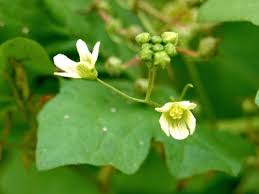 Attēlu rezultāti vaicājumam “Bryonia alba bud”