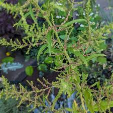 Image result for Chenopodium ambrosioides
