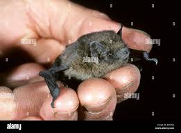 Attēlu rezultāti vaicājumam “Pipistrellus nathusii”