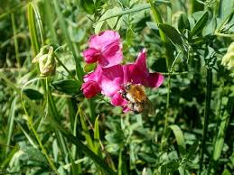 Attēlu rezultāti vaicājumam “Lathyrus tuberosus bud”