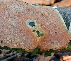 Attēlu rezultāti vaicājumam “Phlebia rufa”