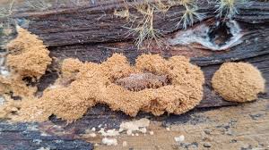 Attēlu rezultāti vaicājumam “Heterotrichia ferruginea (syn. Arcyria ferruginea) stalked”