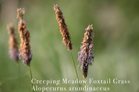 Attēlu rezultāti vaicājumam “Alopecurus pratensis fruit”