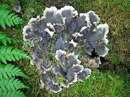 Attēlu rezultāti vaicājumam “Peltigera”