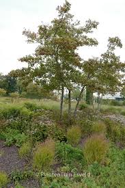 Attēlu rezultāti vaicājumam “Crataegus persimilis”