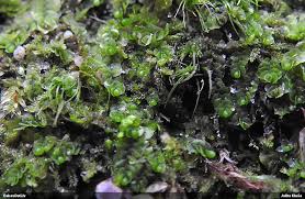 Attēlu rezultāti vaicājumam “Jungermannia sphaerocarpa”