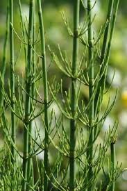 Attēlu rezultāti vaicājumam “Equisetum fluviatile”