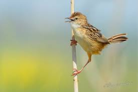 Image result for Cisticola juncidis