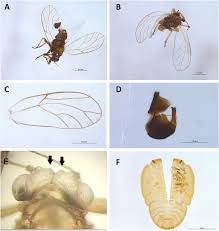 Attēlu rezultāti vaicājumam “Trioza dispar nymph”