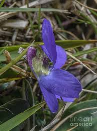 Attēlu rezultāti vaicājumam “Viola hirta”