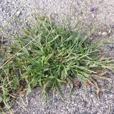 Attēlu rezultāti vaicājumam “Digitaria ischaemum”