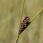 Attēlu rezultāti vaicājumam “Carex lasiocarpa fruit”