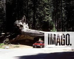 Image result for Mammutbaum