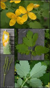 Image result for Chelidonium majus