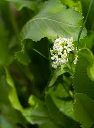 Attēlu rezultāti vaicājumam “Armoracia rusticana flower”