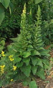 Attēlu rezultāti vaicājumam “Verbascum nigrum leaf”