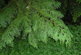 Attēlu rezultāti vaicājumam “Chamaecyparis lawsoniana”