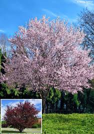 Attēlu rezultāti vaicājumam “Prunus cerasifera var. divaricata”