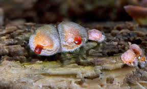 Attēlu rezultāti vaicājumam “Lycogala confusum macro”