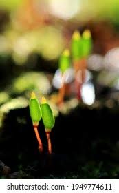 Attēlu rezultāti vaicājumam “Buxbaumia viridis sporophyte”