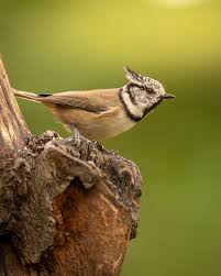 Attēlu rezultāti vaicājumam “Lophophanes cristatus”