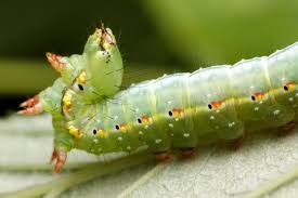 Attēlu rezultāti vaicājumam “Ptilodon capucina larva”