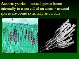 Attēlu rezultāti vaicājumam “Ascomycota”