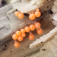 Attēlu rezultāti vaicājumam “Trichia crateriformis”