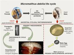 Attēlu rezultāti vaicājumam “Hylecoetus dermestoides female”