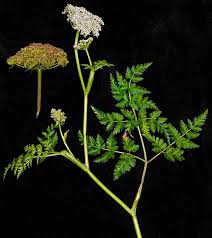 Attēlu rezultāti vaicājumam “Conioselinum tataricum”