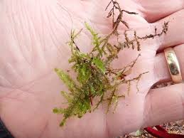 Attēlu rezultāti vaicājumam “Neckera”