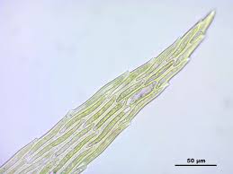 Attēlu rezultāti vaicājumam “Warnstorfia exannulata”