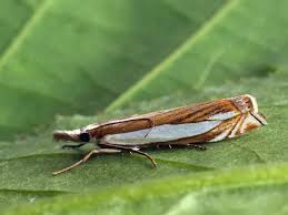 Attēlu rezultāti vaicājumam “Crambus”