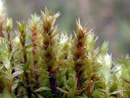 Attēlu rezultāti vaicājumam “Bryum bimum”