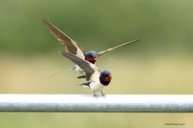 Attēlu rezultāti vaicājumam “Hirundinidae”