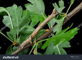 Attēlu rezultāti vaicājumam “Crocallis elinguaria larva”