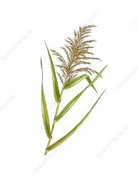 Attēlu rezultāti vaicājumam “Phragmites communis fruit”