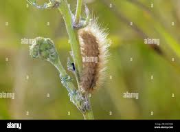 Attēlu rezultāti vaicājumam “Phragmatobia fuliginosa larva”