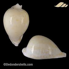 Attēlu rezultāti vaicājumam “Cribraria costata”