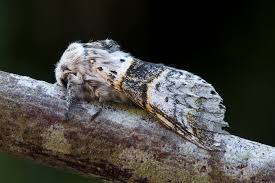 Attēlu rezultāti vaicājumam “Furcula bifida”