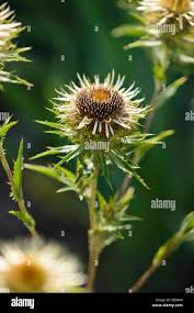 Attēlu rezultāti vaicājumam “Carlina biebersteinii leaf”