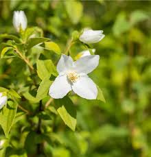 Attēlu rezultāti vaicājumam “Philadelphus lemoinei flower”